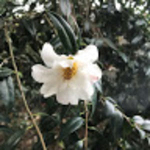 Meet your Posher, Aileen